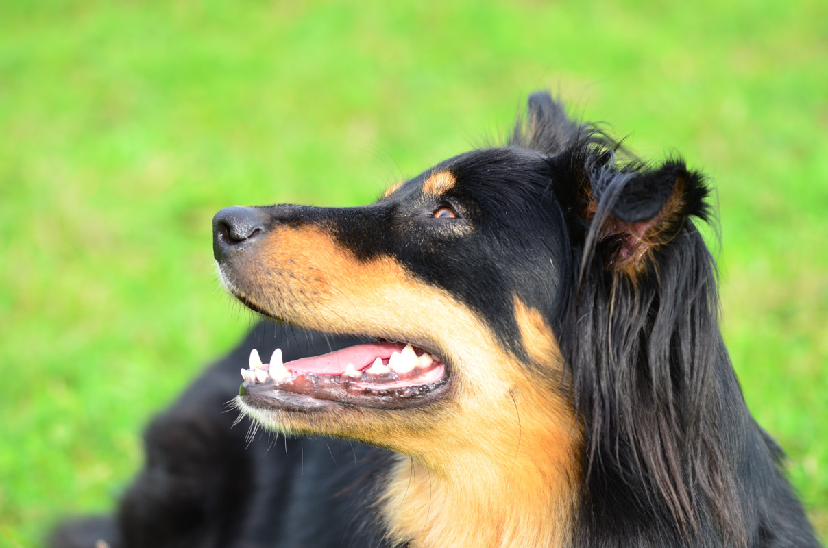 Wasserpfote Luna unsere Australian Shepherd Zuchthündin