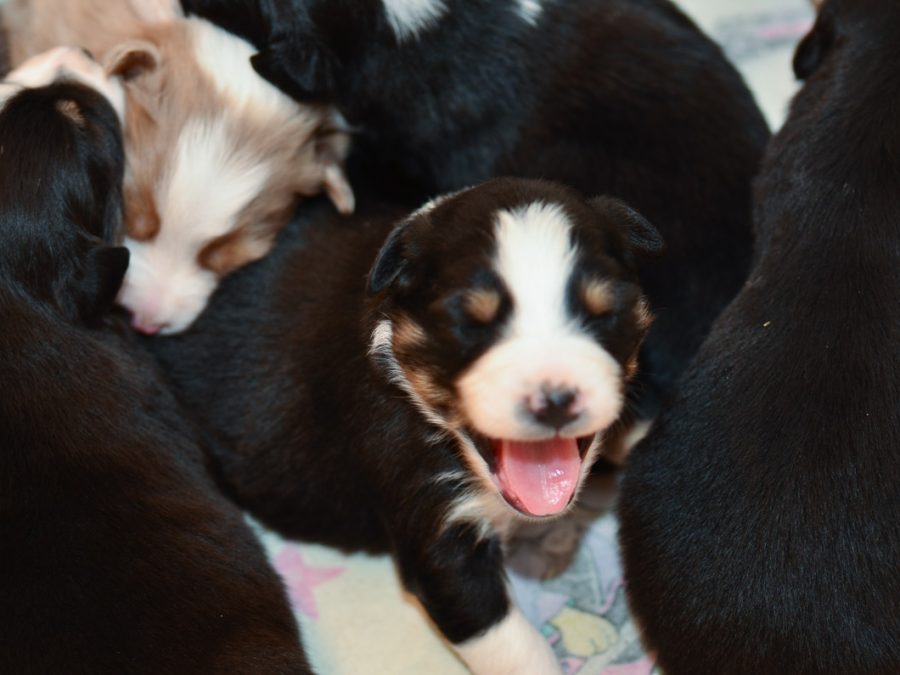 Kuglstatter Australian Shepherd Welpen 3 Wochen