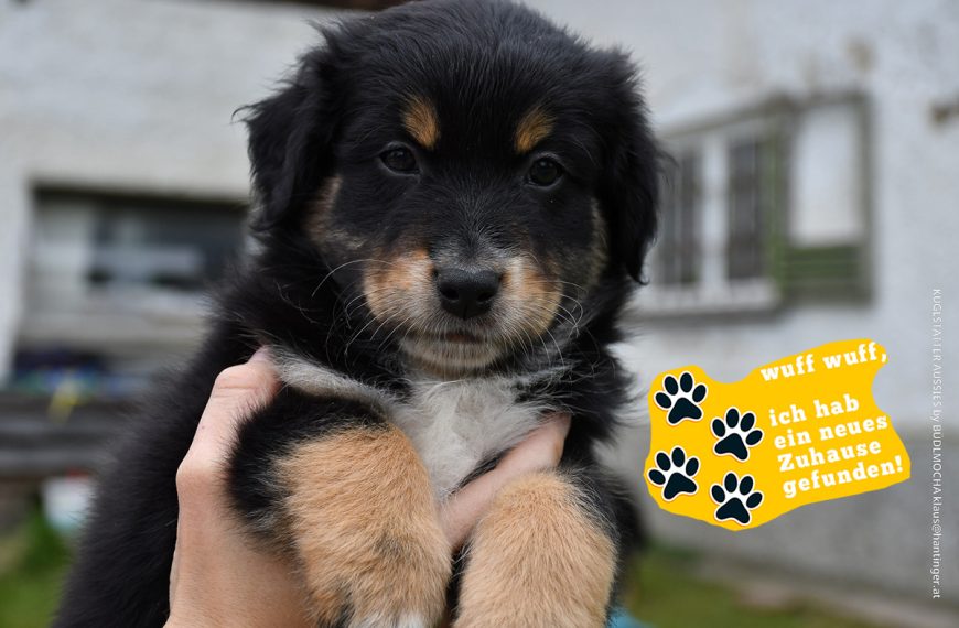 BACIO_Kuglstatter_Aussie_by BÜDLMOCHA klaus@hantinger.at