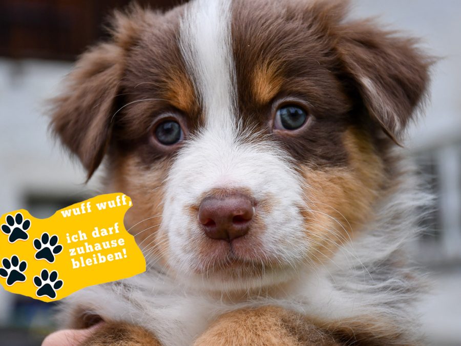 BARDOLINA_Kuglstatter_Aussie_by BÜDLMOCHA klaus@hantinger.at