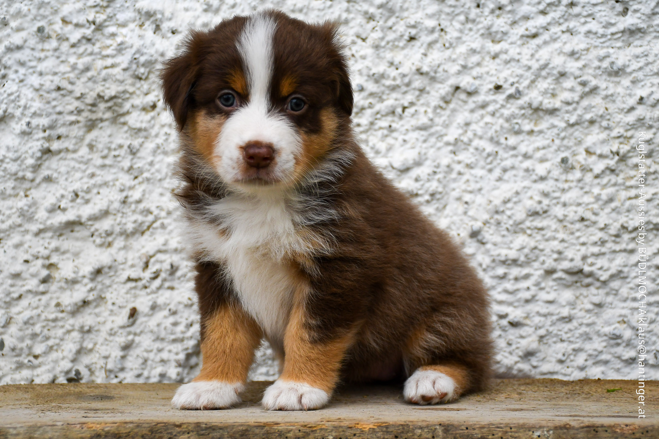 Bardolina_Kuglstatter_Pferde-und_Aussiehof_Walserberg_Salzburg