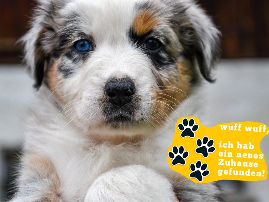 BASRA_Kuglstatter_Aussie_by BÜDLMOCHA klaus@hantinger.at