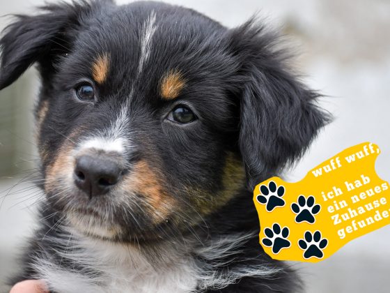 BIJOU_Kuglstatter_Aussie_by BÜDLMOCHA klaus@hantinger.at