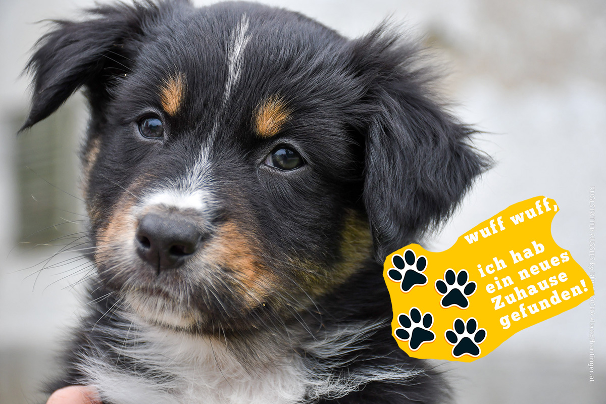 BIJOU_Kuglstatter_Aussie_by BÜDLMOCHA klaus@hantinger.at