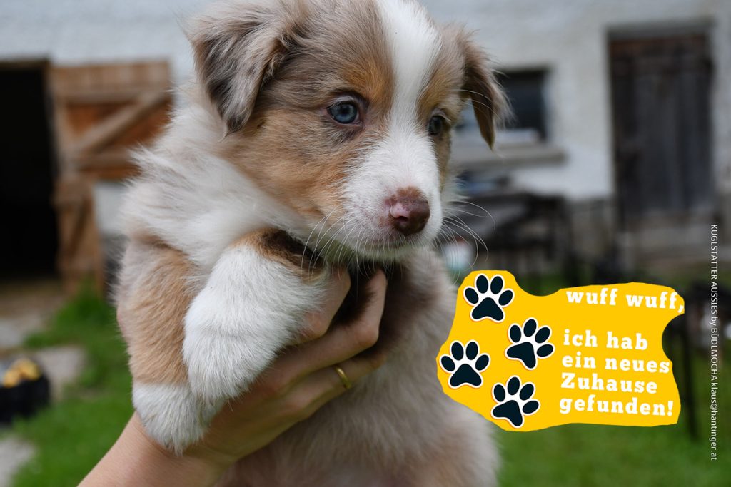 BISKUIT_Kuglstatter_Aussie_by BÜDLMOCHA klaus@hantinger.at