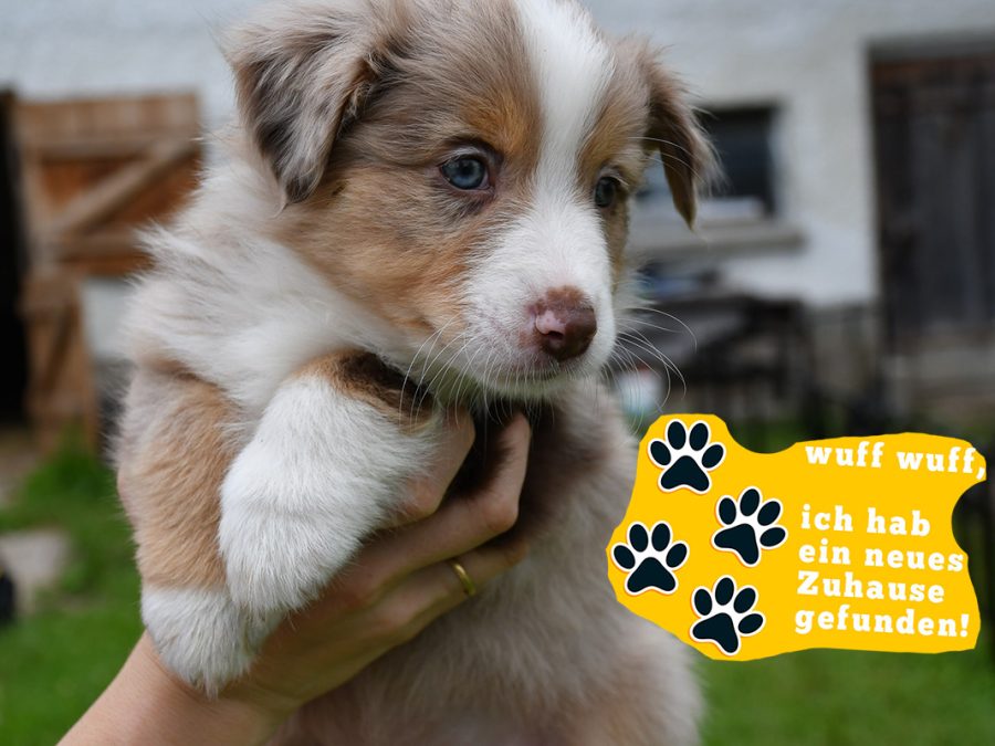 BISKUIT_Kuglstatter_Aussie_by BÜDLMOCHA klaus@hantinger.at