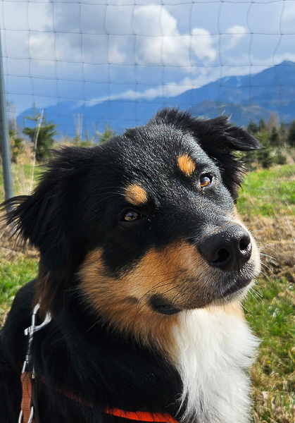 Findus_Kuglstatter_Aussie