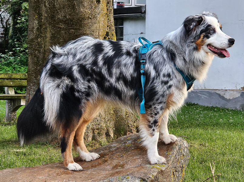 Basra_Kuglstatter_Aussie