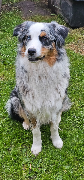 Bella_Kuglstatter_Aussie