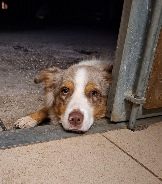 Biskuit_Kuglstatter-Aussie