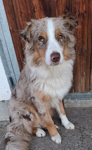 Biskuit_Kuglstatter-Aussie