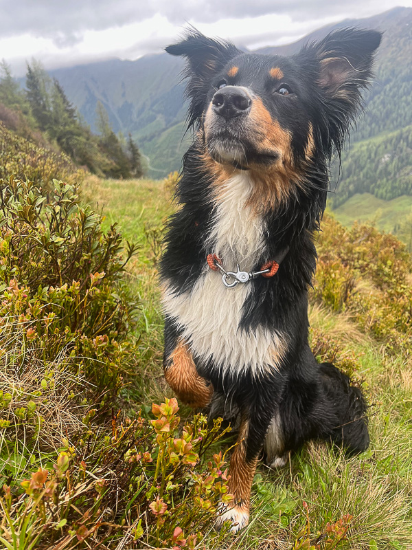 Enja_Kuglstatter-Aussie