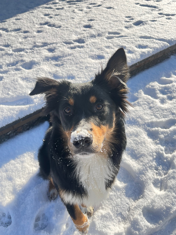 Enja_Kuglstatter-Aussie