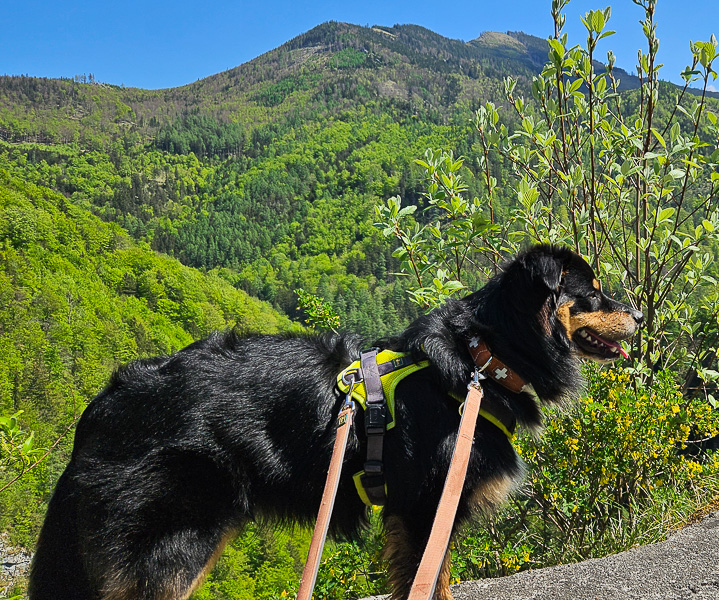 Findus_Kuglstatter_Aussie