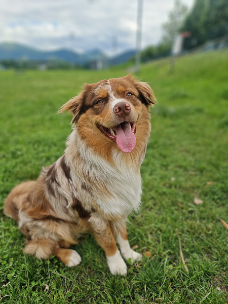 RIO_Kuglstatter-Aussie