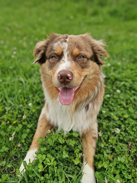 RIO_Kuglstatter-Aussie