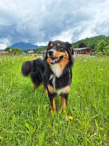 Bandita_Kuglstatter_Aussie