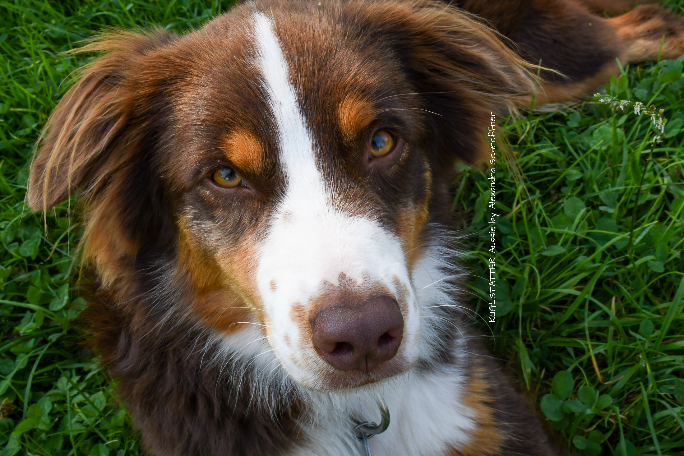 Bardolina_Kuglstatter_Pferde-und_Aussiehof_Walserberg_Salzburg