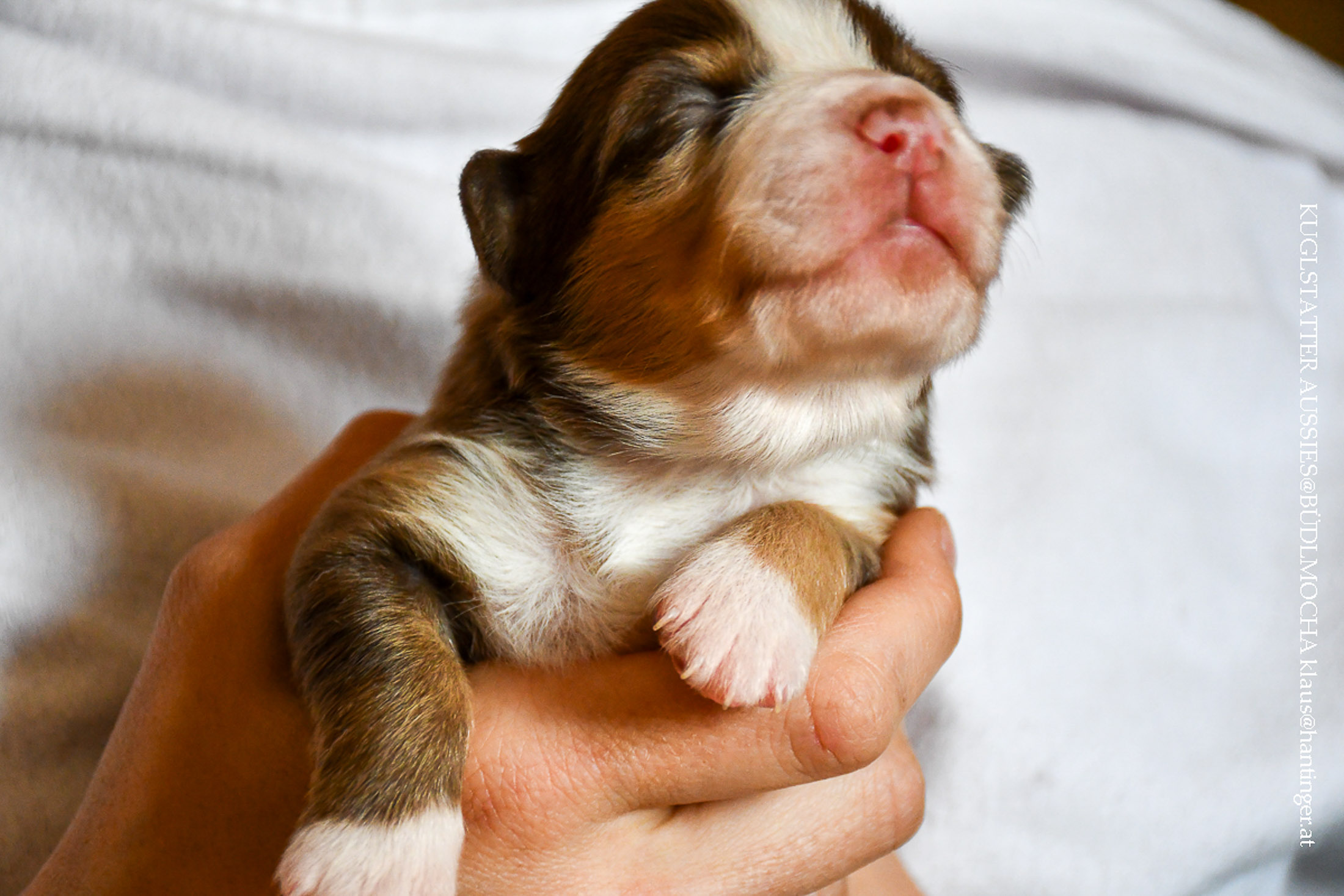 Bardolina_Kuglstatter_Pferde-und_Aussiehof_Walserberg_Salzburg