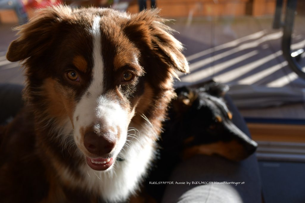 Bardolina_Kuglstatter-Aussie