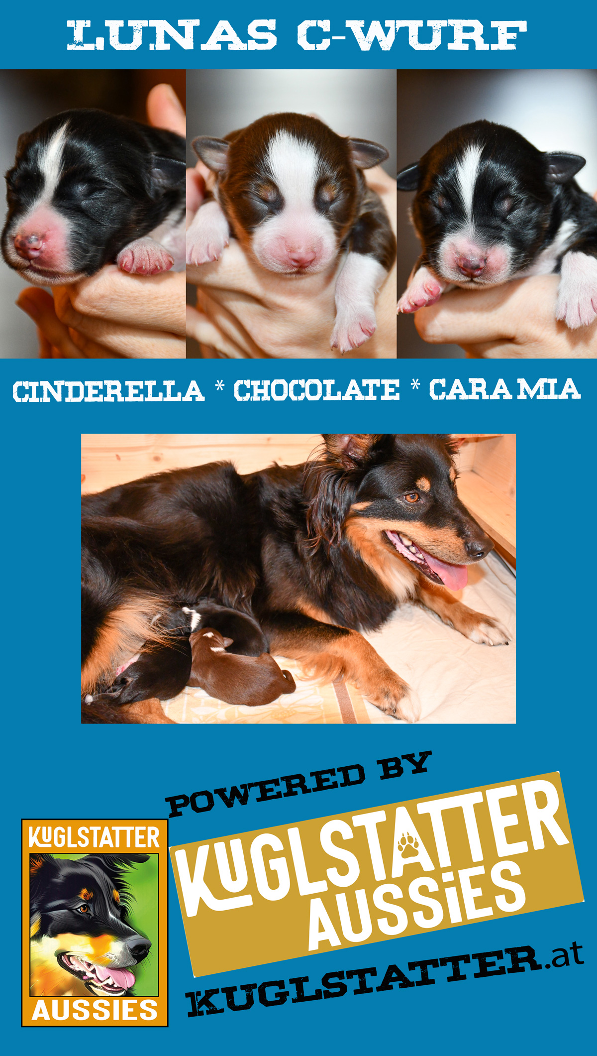 Kuglstatter Aussies, Lunas C-Wurf 1125