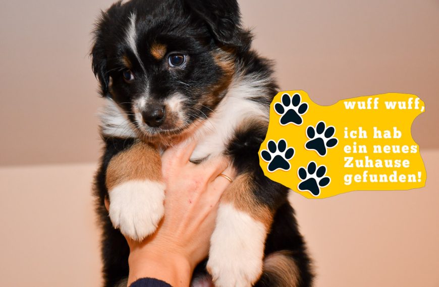 CaraMia-zuhause_kuglstatter-aussies_C-Wurf_2025