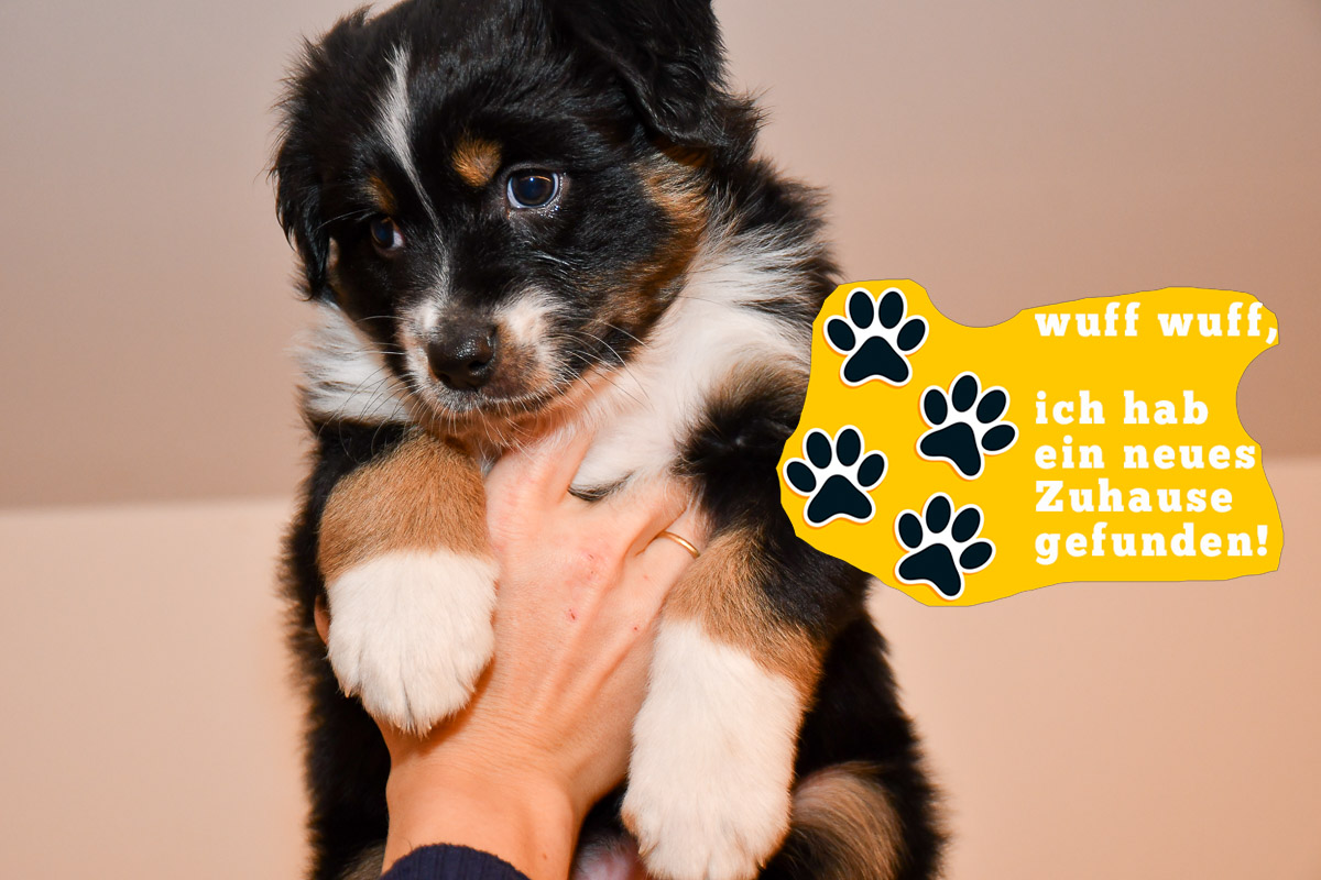 CaraMia-zuhause_kuglstatter-aussies_C-Wurf_2025