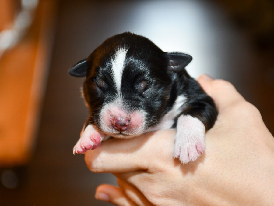 CaraMia_C-Wurf_Kuglstatter_Aussies