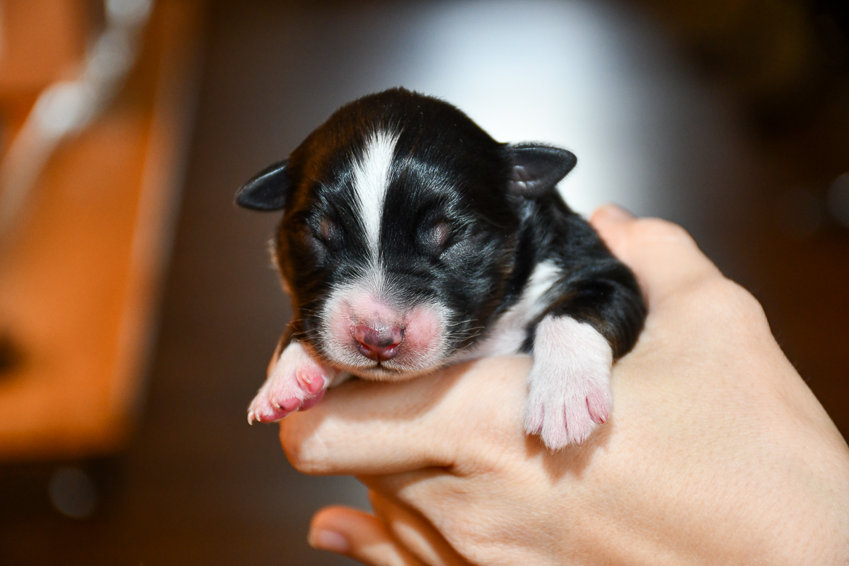 CaraMia_C-Wurf_Kuglstatter_Aussies