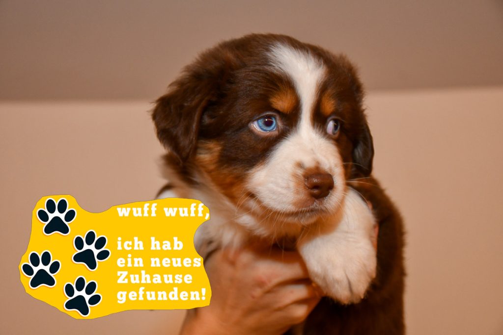 Chocolate-zuhause_kuglstatter-aussies_C-Wurf_2025