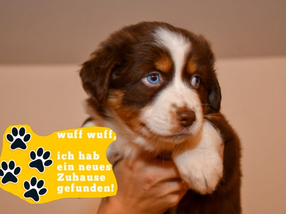 Chocolate-zuhause_kuglstatter-aussies_C-Wurf_2025