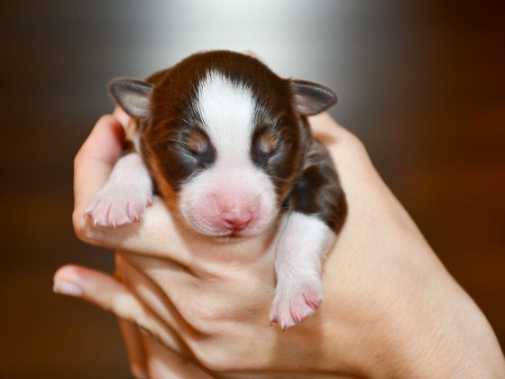 Chocolate_C-Wurf_Kuglstatter_Aussies