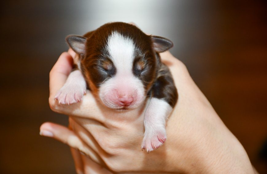 Chocolate_C-Wurf_Kuglstatter_Aussies