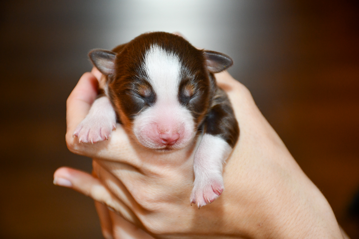 Chocolate_C-Wurf_Kuglstatter_Aussies