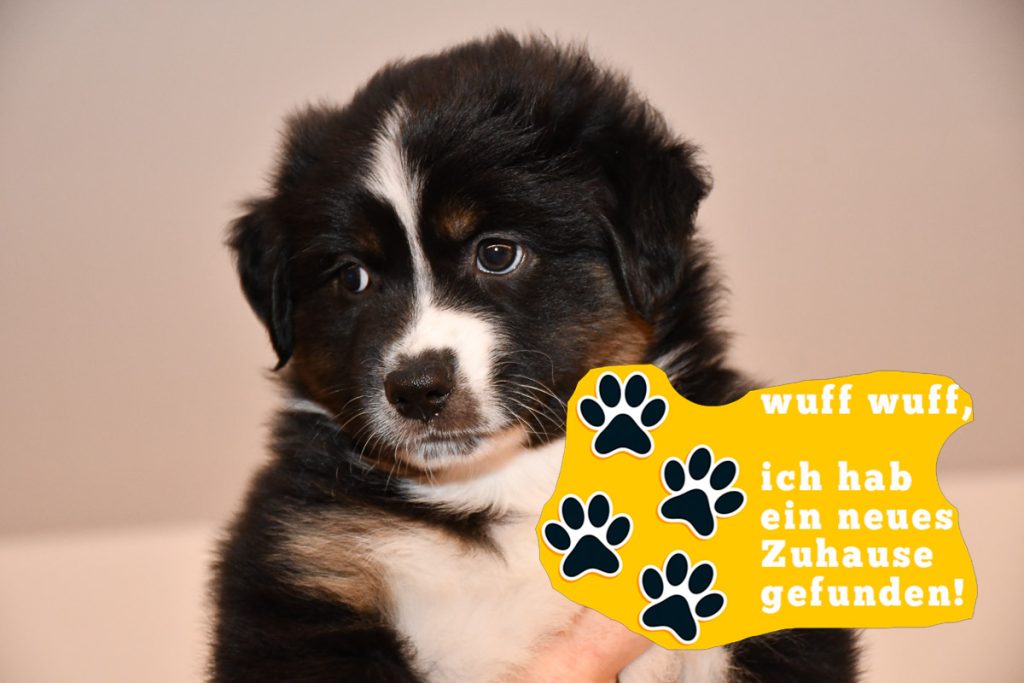 Cinderella-zuhause_kuglstatter-aussies_C-Wurf_2025