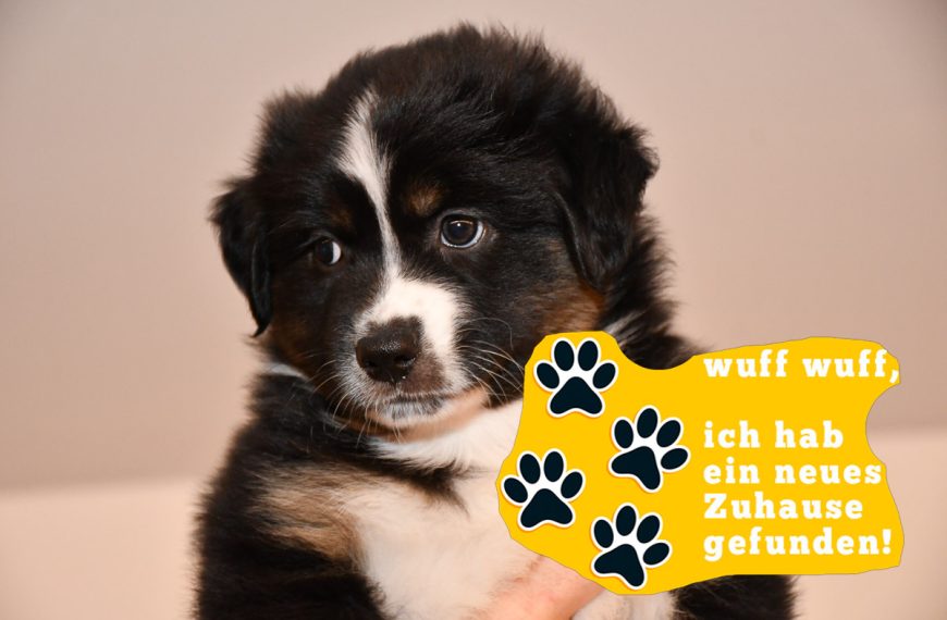 Cinderella-zuhause_kuglstatter-aussies_C-Wurf_2025