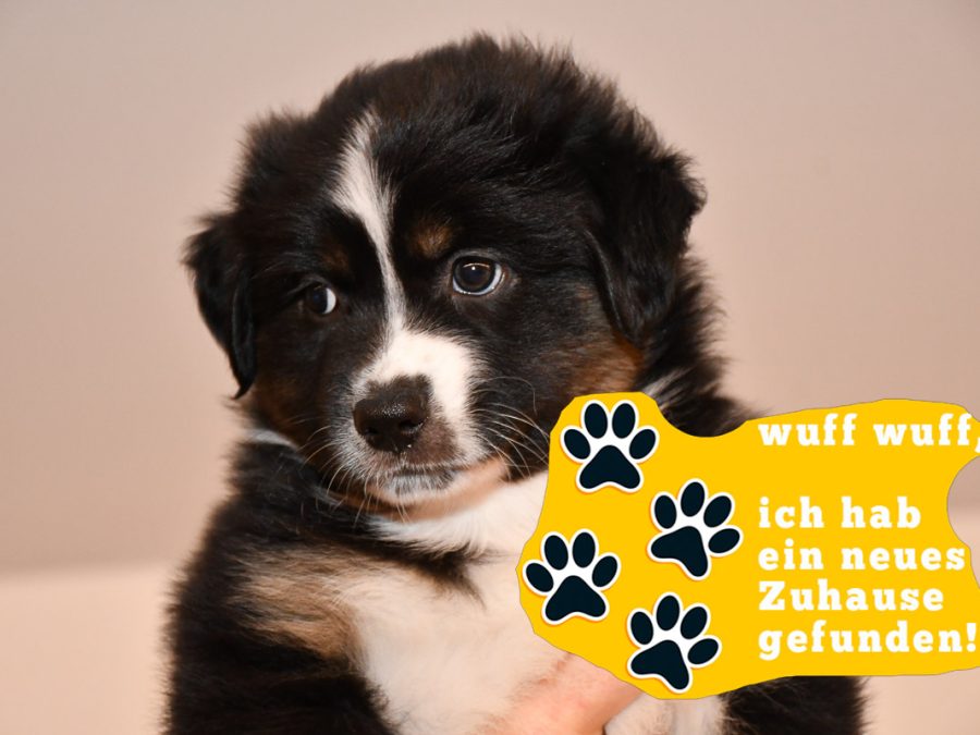 Cinderella-zuhause_kuglstatter-aussies_C-Wurf_2025