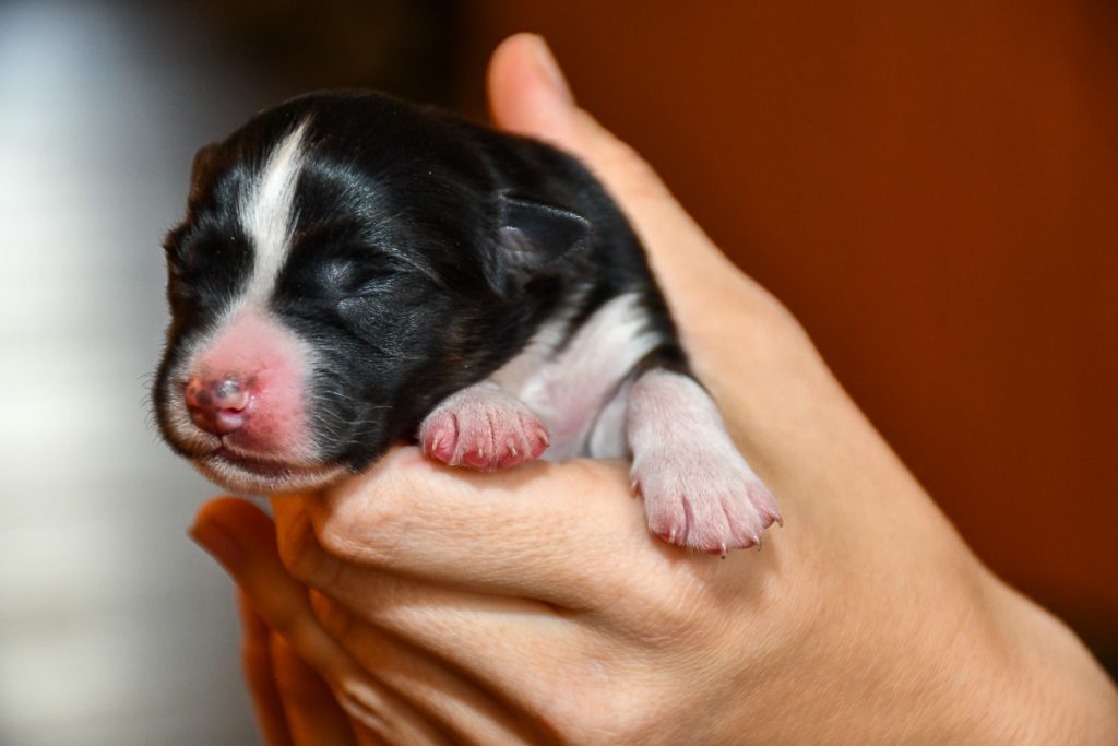 Cinderella_C-Wurf_Kuglstatter_Aussies