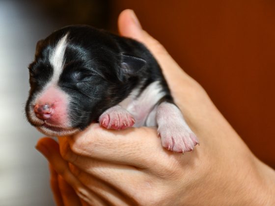 Cinderella_C-Wurf_Kuglstatter_Aussies