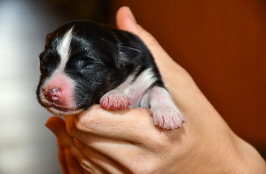 Cinderella_C-Wurf_Kuglstatter_Aussies