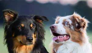 Luna-Boomer_C-Wurf_Kuglstatter_Aussies