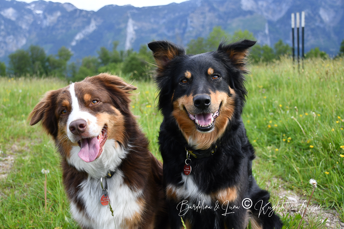 Bardolina und Mama Luna Kuglstatter Aussies