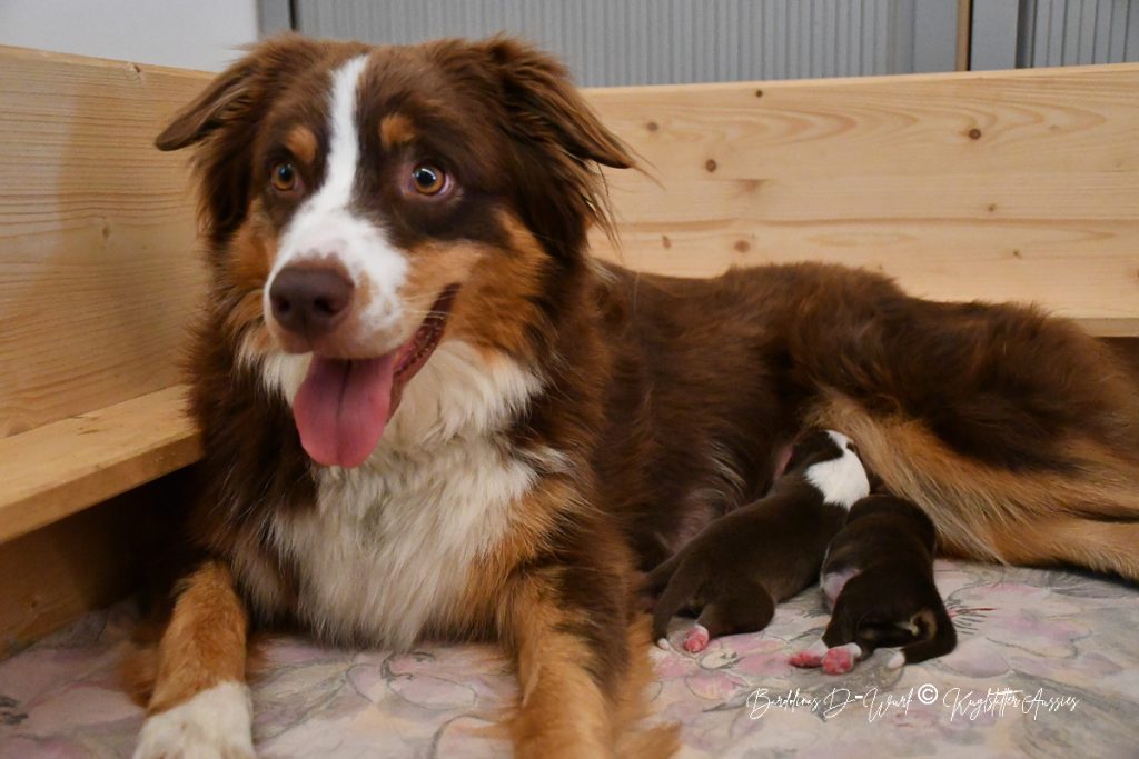 BARDOLINAS_D-Wurf_Kuglstatter_Aussies