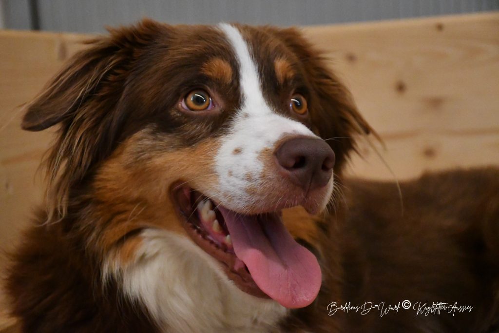 BARDOLINAS_D-Wurf_Kuglstatter_Aussies