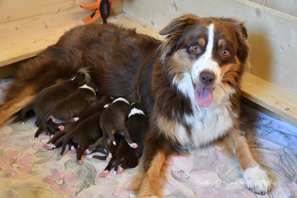 BARDOLINAS_D-Wurf_Kuglstatter_Aussies
