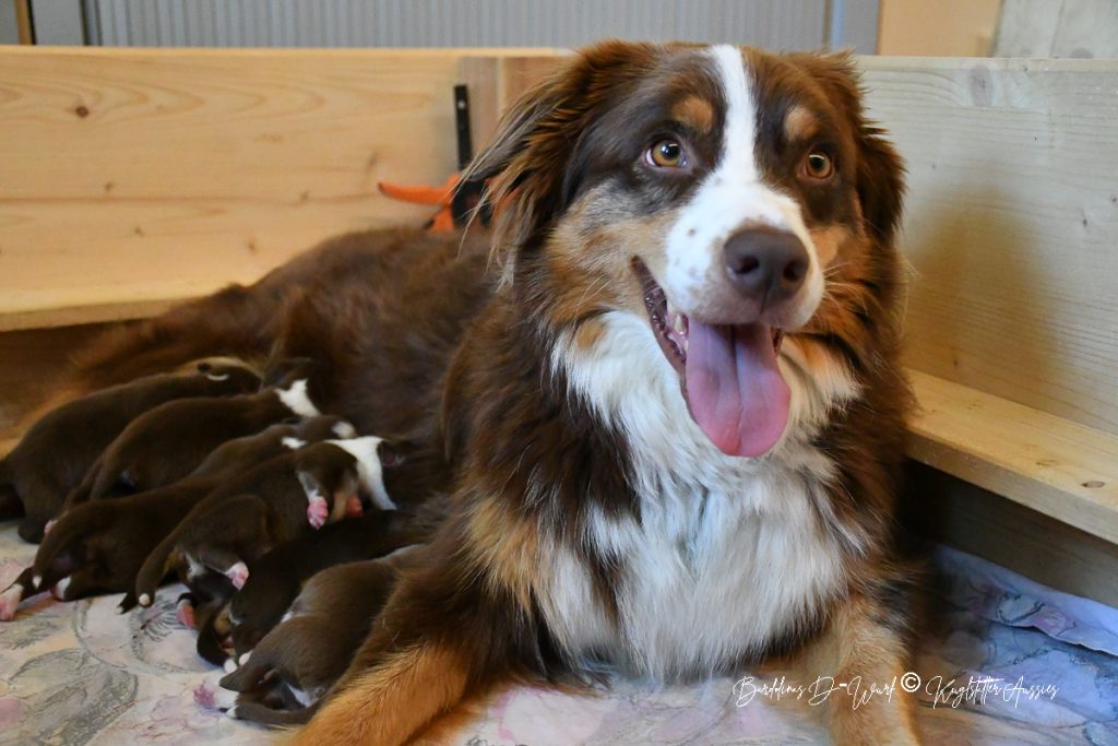 BARDOLINAS_D-Wurf_Kuglstatter_Aussies
