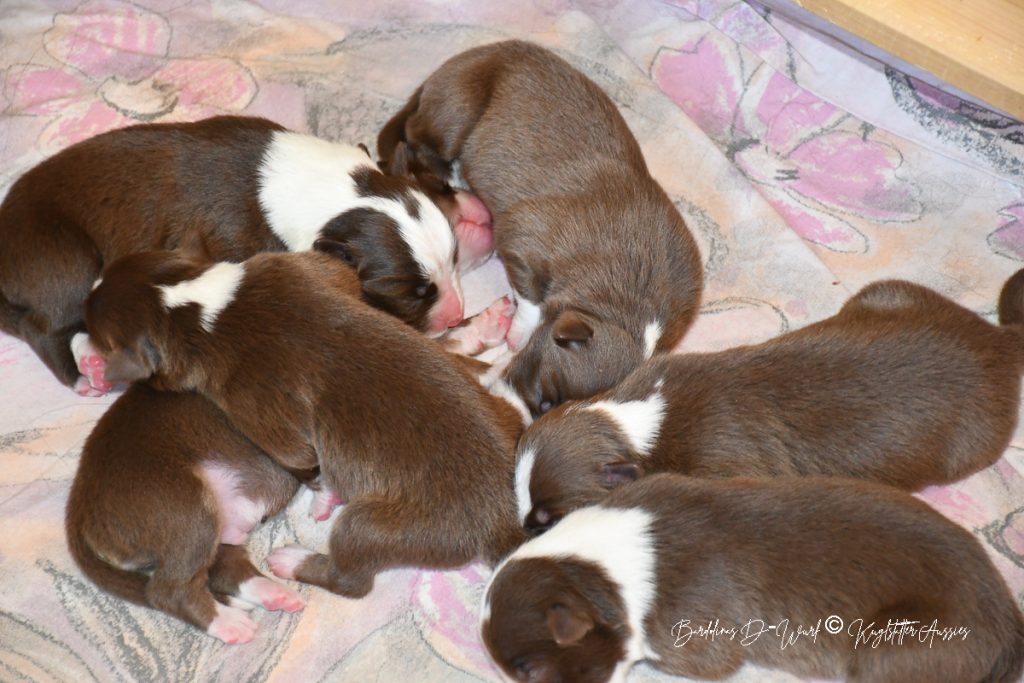 BARDOLINAS_D-Wurf_Kuglstatter_Aussies