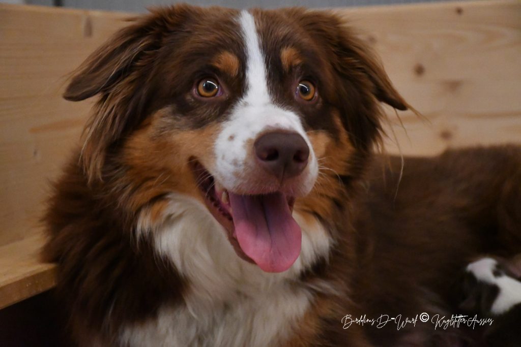 BARDOLINAS_D-Wurf_Kuglstatter_Aussies