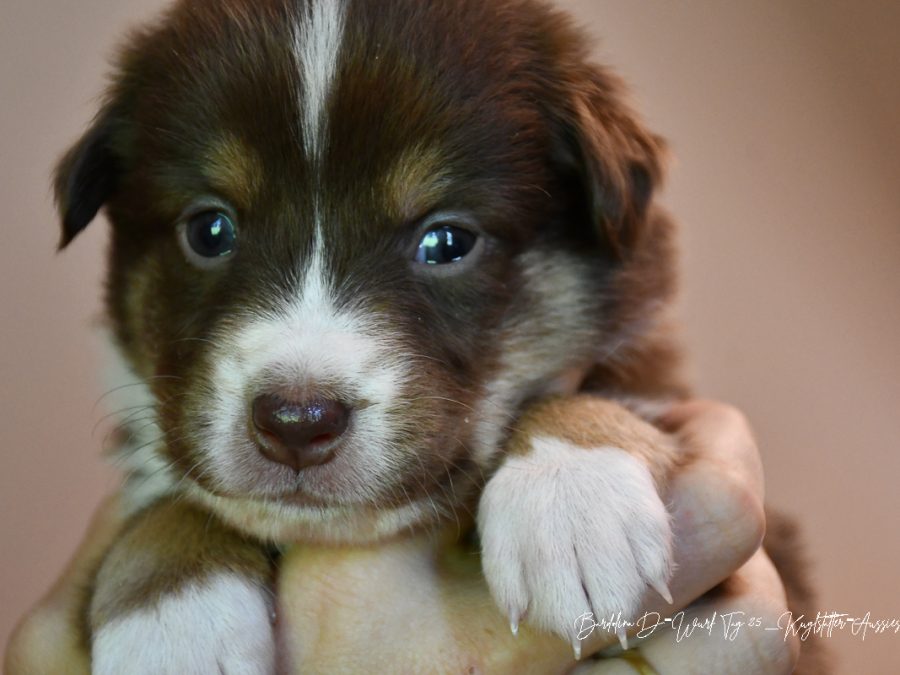 DIANA_D-Wurf_Kuglstatter-Aussies
