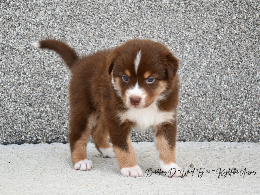 DIANA_D-Wurf_Tag32_Kuglstatter_Aussies
